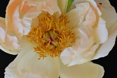 Siyah arkaplanda bej renkli şakayık çiçeği 