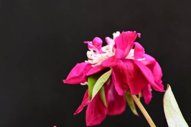 Siyah arka planda solmuş şakayık çiçeği