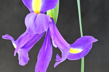 siyah arka plan üzerinde mor iris çiçek 