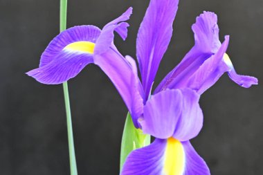 siyah arka plan üzerinde mor iris çiçek 