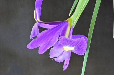 siyah arka plan üzerinde mor iris çiçek 