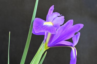 siyah arka plan üzerinde mor iris çiçek 