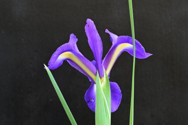 siyah arka plan üzerinde mor iris çiçek 