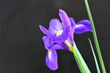siyah arka plan üzerinde mor iris çiçek 