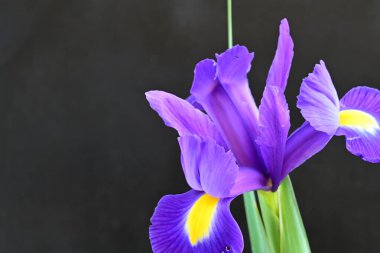 siyah arka plan üzerinde mor iris çiçek 