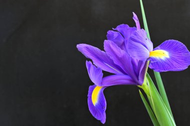 siyah arka plan üzerinde mor iris çiçek 