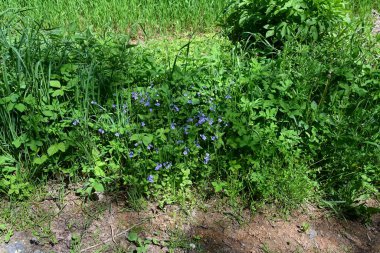 Bahçedeki güzel çiçekler