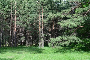 Çam ağacı ve orman