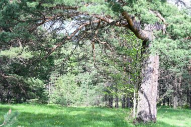 yeşil çam ağacı orman