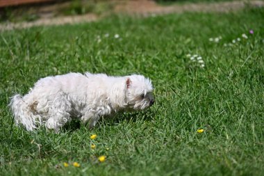 Bahçede yürüyen Bichon Frise köpeğinin yakın portresi