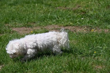 Bahçede yürüyen Bichon Frise köpeğinin yakın portresi