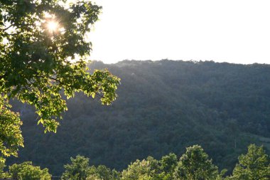 Güneş, dalların arasından ve yaprakların arasından sabah güneşiyle ışıldar.