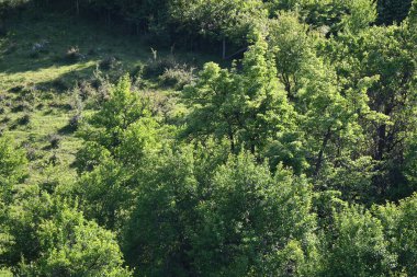 Yazın güzel yeşil orman