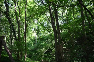 Parktaki yeşil orman