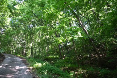 Yeşil ağaçlarla kaplı arazi parktaki toprak yol boyunca büyüyor.