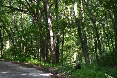 Yeşil ağaçlarla kaplı arazi parktaki toprak yol boyunca büyüyor.