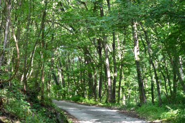 Yeşil ağaçlarla kaplı arazi parktaki toprak yol boyunca büyüyor.