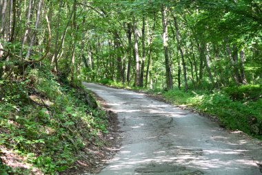 Yeşil ağaçlarla kaplı arazi parktaki toprak yol boyunca büyüyor.
