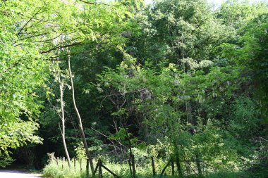 Parktaki yeşil ağaçlar.