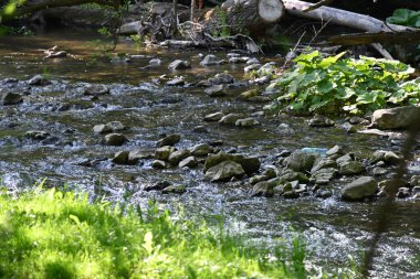 Dağ ormanlarında nehirden akan su akıntısı 