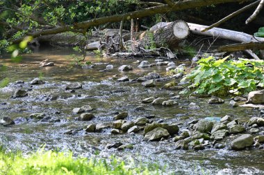 Dağ ormanlarında nehirden akan su akıntısı 
