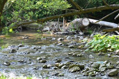 Dağ ormanlarında nehirden akan su akıntısı 