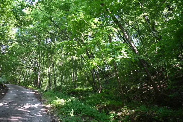 Yeşil ağaçlarla kaplı arazi parktaki toprak yol boyunca büyüyor.