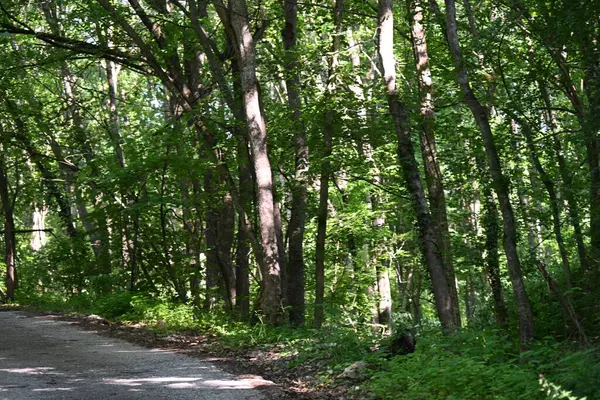 Yeşil ağaçlarla kaplı arazi parktaki toprak yol boyunca büyüyor.