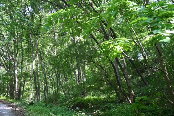 Yeşil ağaçlarla kaplı arazi parktaki toprak yol boyunca büyüyor.