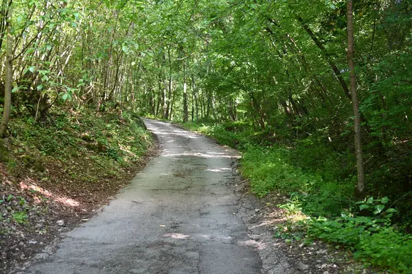 Yeşil ağaçlarla kaplı arazi parktaki toprak yol boyunca büyüyor.