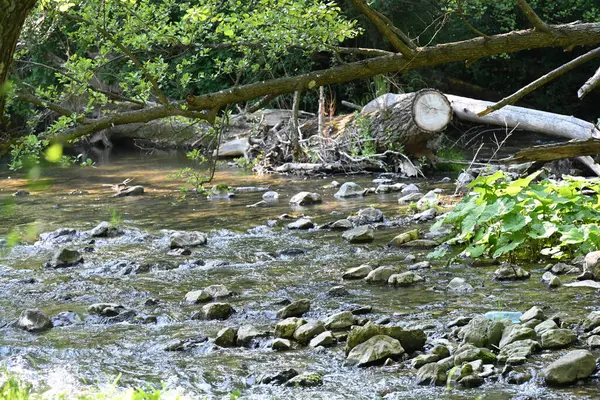 Dağ ormanlarında nehirden akan su akıntısı 