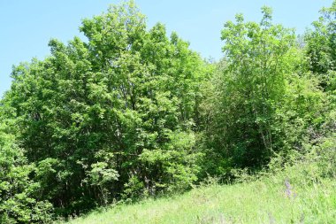 Yaz parkında ağaçlar ve yeşil çimenler, sığ alan derinliğine dikkat edin.