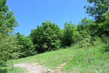 Yeşil ağaçlarla kaplı arazi parktaki toprak yol boyunca büyüyor.