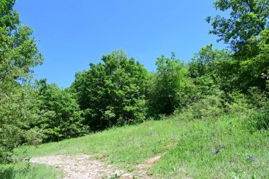 Yeşil ağaçlarla kaplı arazi parktaki toprak yol boyunca büyüyor.
