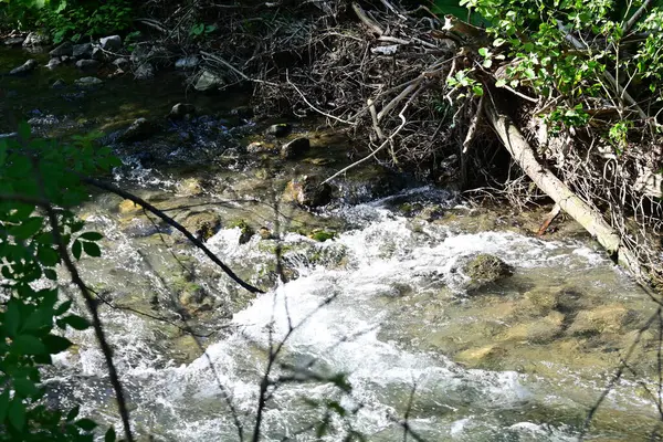 Dağ ormanlarında nehirden akan su akıntısı 