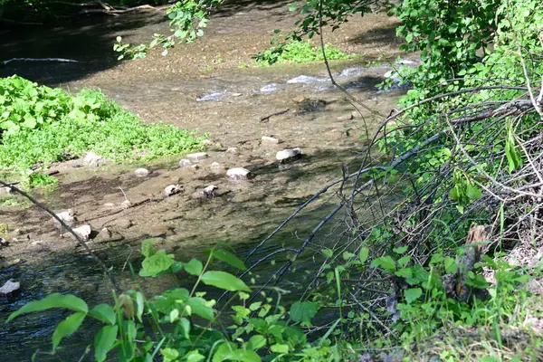 Dağ ormanlarında nehirden akan su akıntısı 