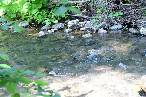 Dağ ormanlarında nehirden akan su akıntısı 