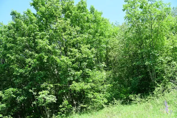 Güzel dağ ormanı doğa manzarası 