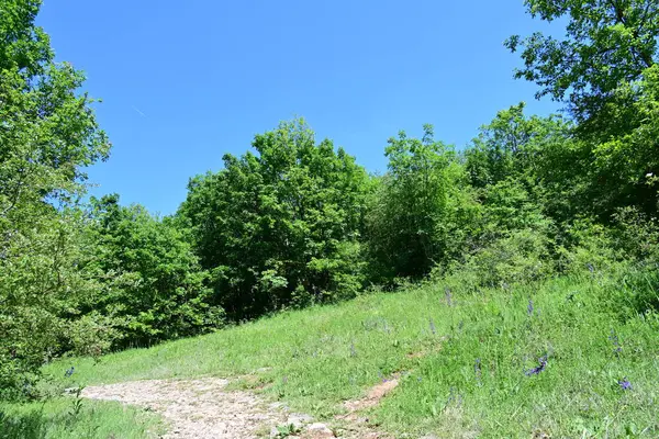 Yeşil ağaçlarla kaplı arazi parktaki toprak yol boyunca büyüyor.