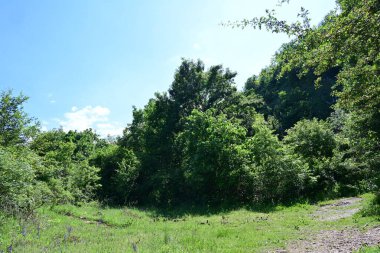 Güzel dağ ormanı doğa manzarası 