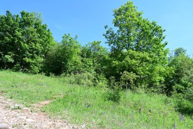Güzel dağ ormanı doğa manzarası 
