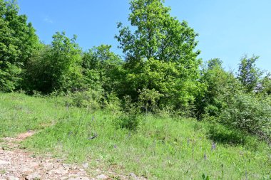 Güzel dağ ormanı doğa manzarası 