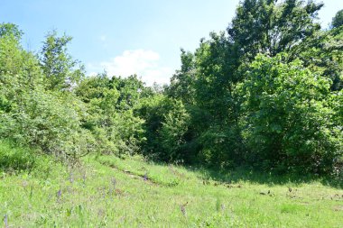 Güzel dağ ormanı doğa manzarası 