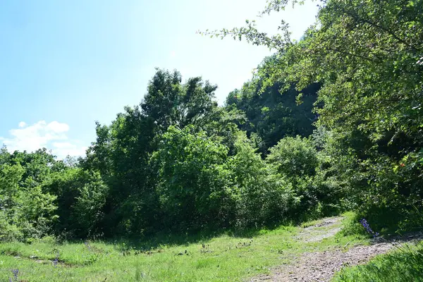 Güzel dağ ormanı doğa manzarası 