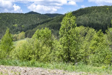 Yeşil ağaçlı dağların manzarası. 