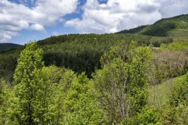 Yeşil ağaçlı dağların manzarası. 