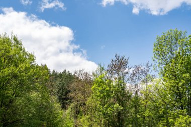 Yeşil ağaçlı dağların manzarası. 