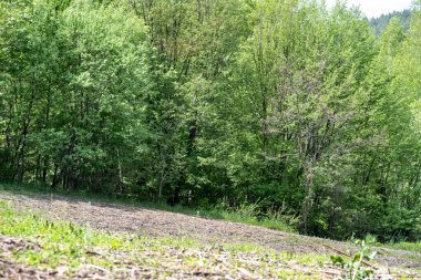 Yeşil ağaçlı dağların manzarası. 