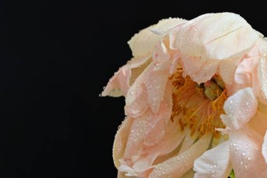 Siyah arka planda güzel bir bej çiçek, çiçek kavramı arka planda          