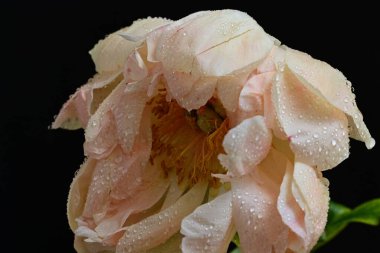 Siyah arka planda güzel bir bej çiçek, çiçek kavramı arka planda          